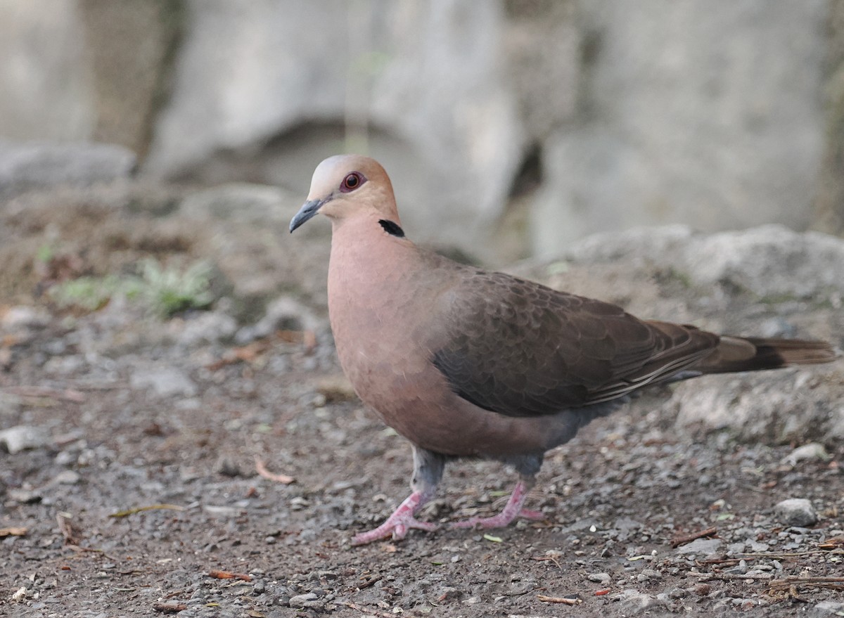 Red-eyed Dove - ML635490876