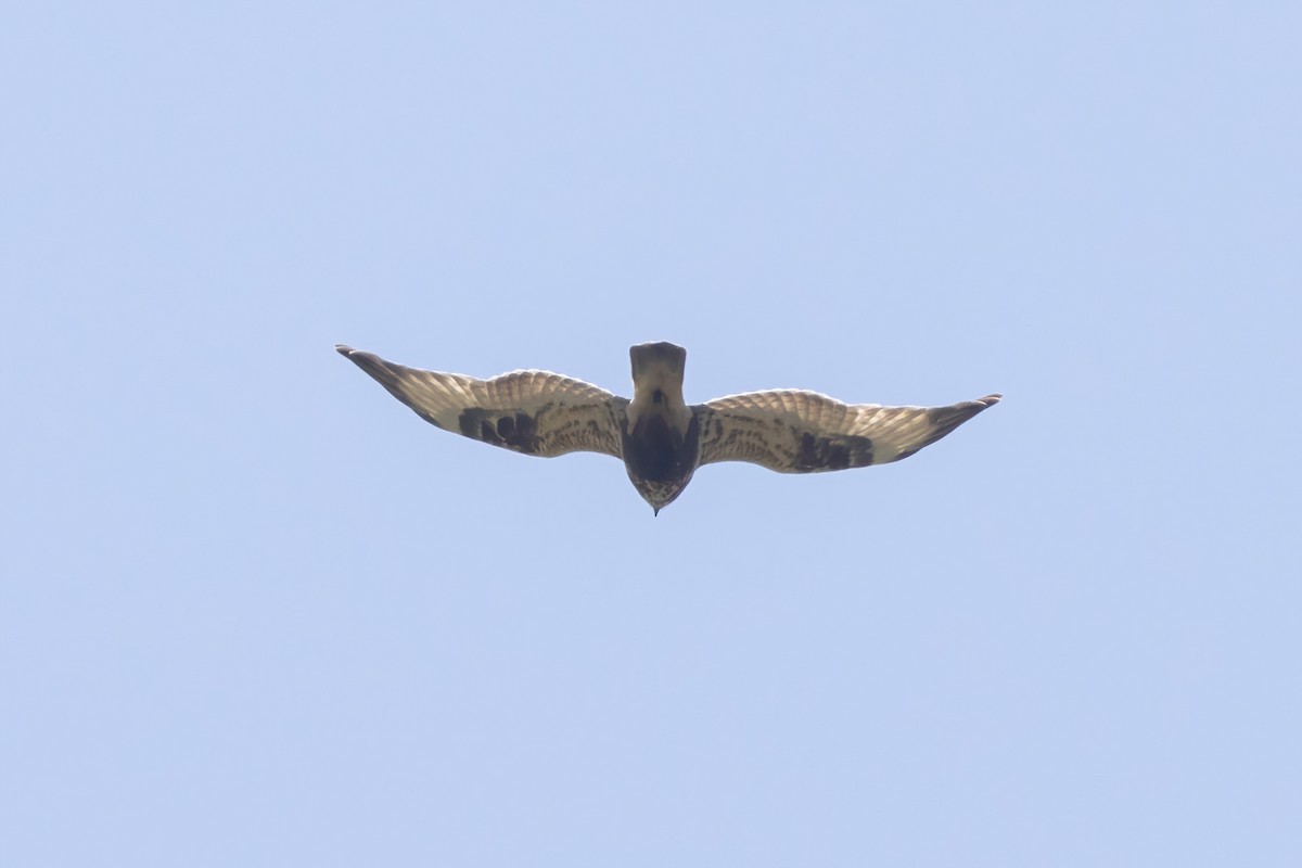 Тарлан сар - ML635490926