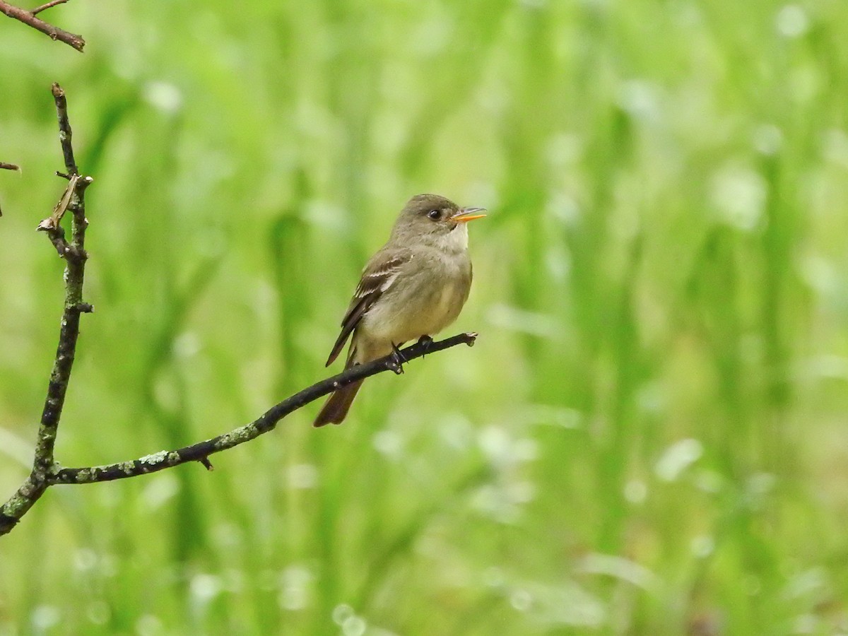 Eastern Wood-Pewee - ML635490956