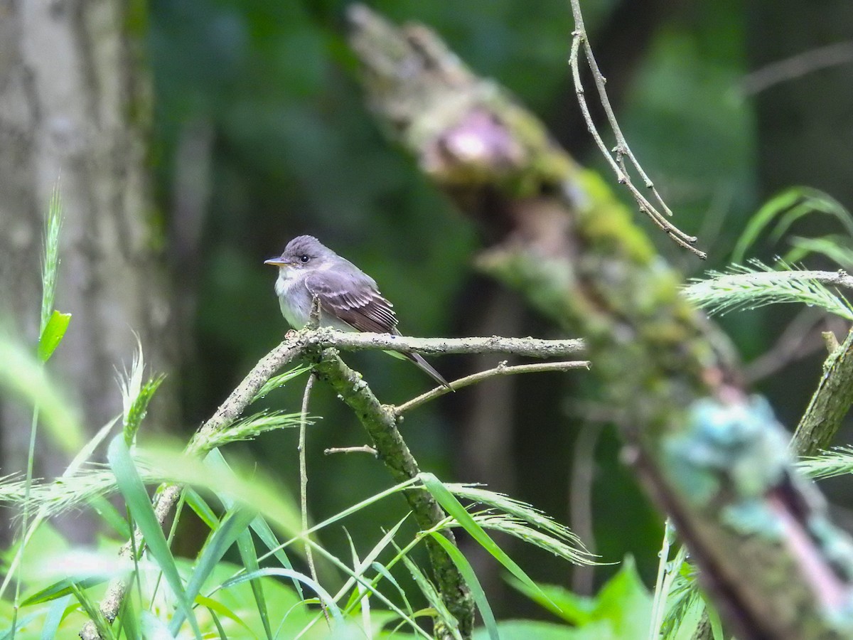 Eastern Wood-Pewee - ML635490973