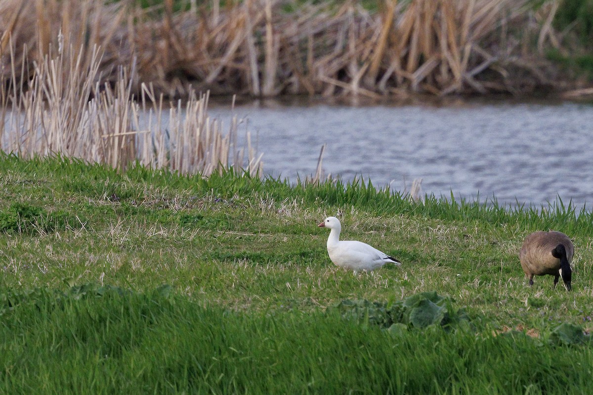 Ross's Goose - ML635491005