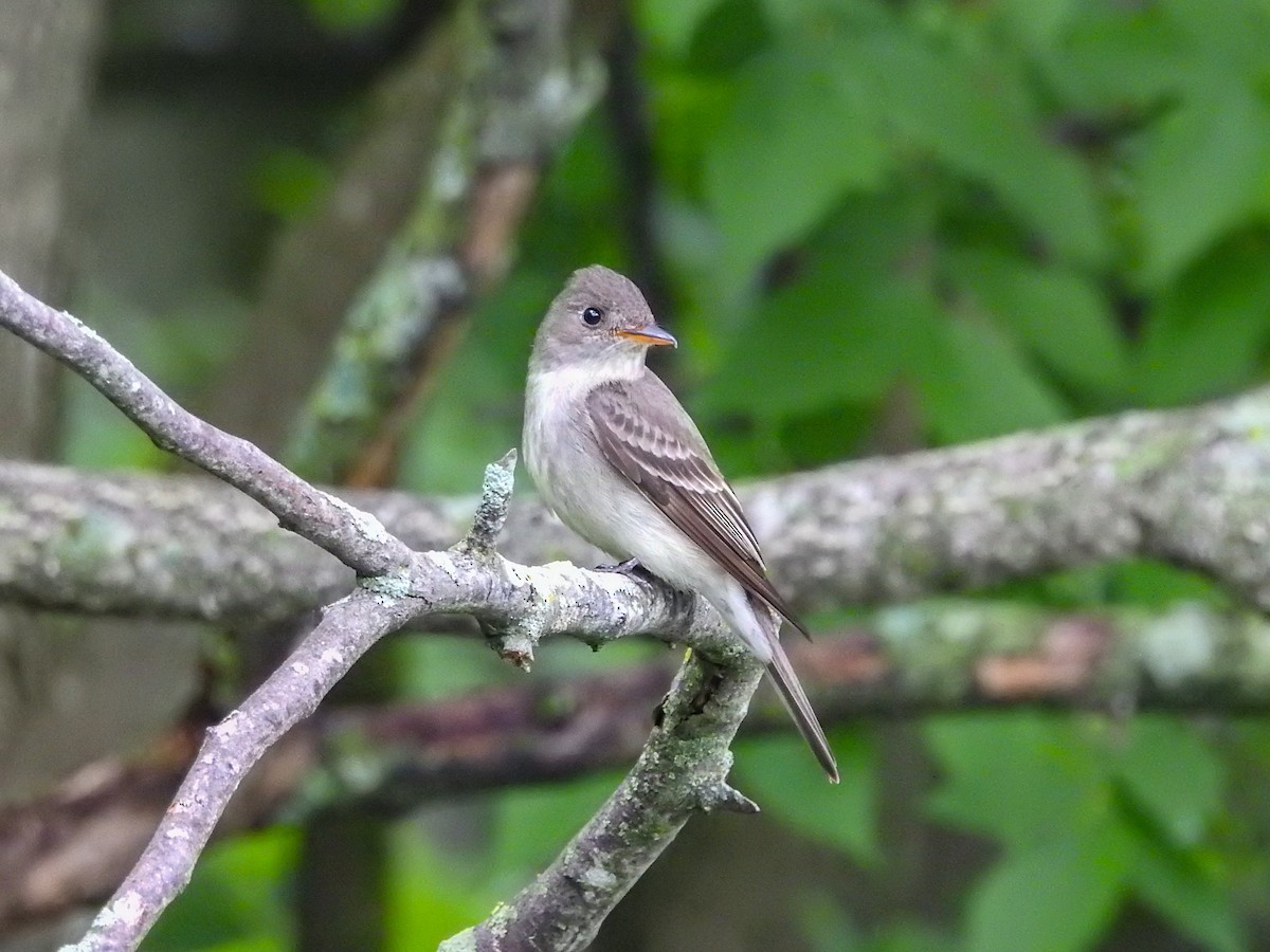Eastern Wood-Pewee - ML635491013