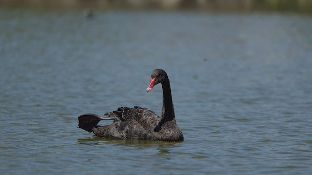 Black Swan - ML635491016