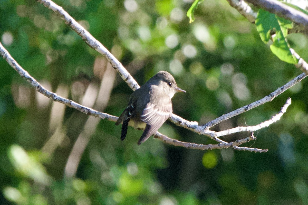 Eastern Wood-Pewee - ML635491061