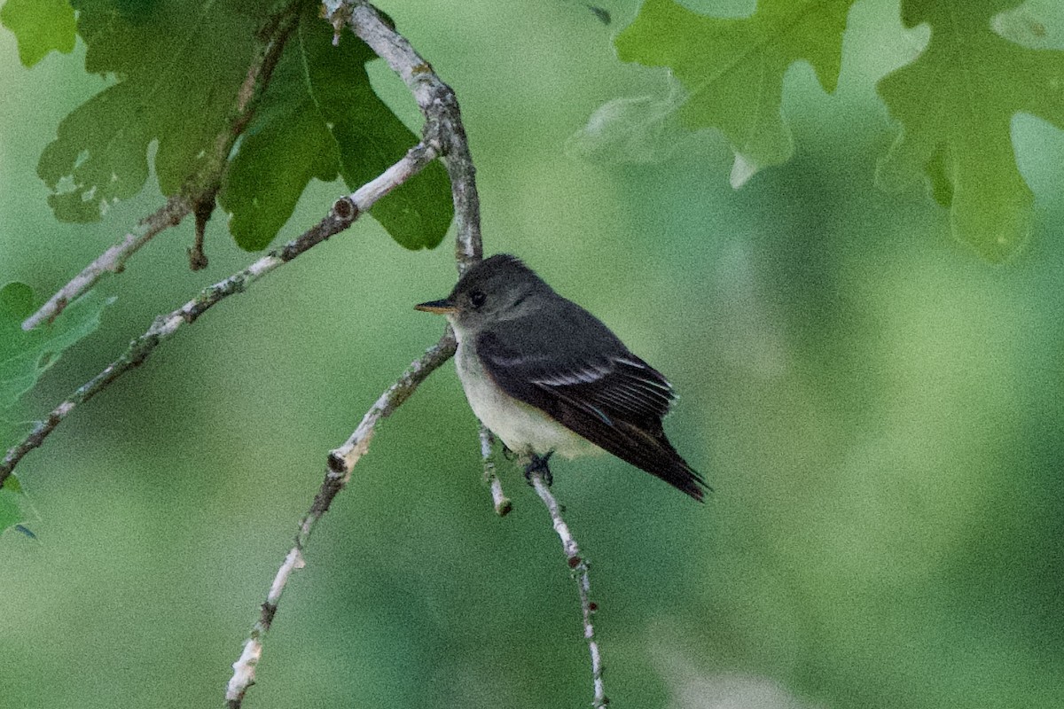 Eastern Wood-Pewee - ML635491062