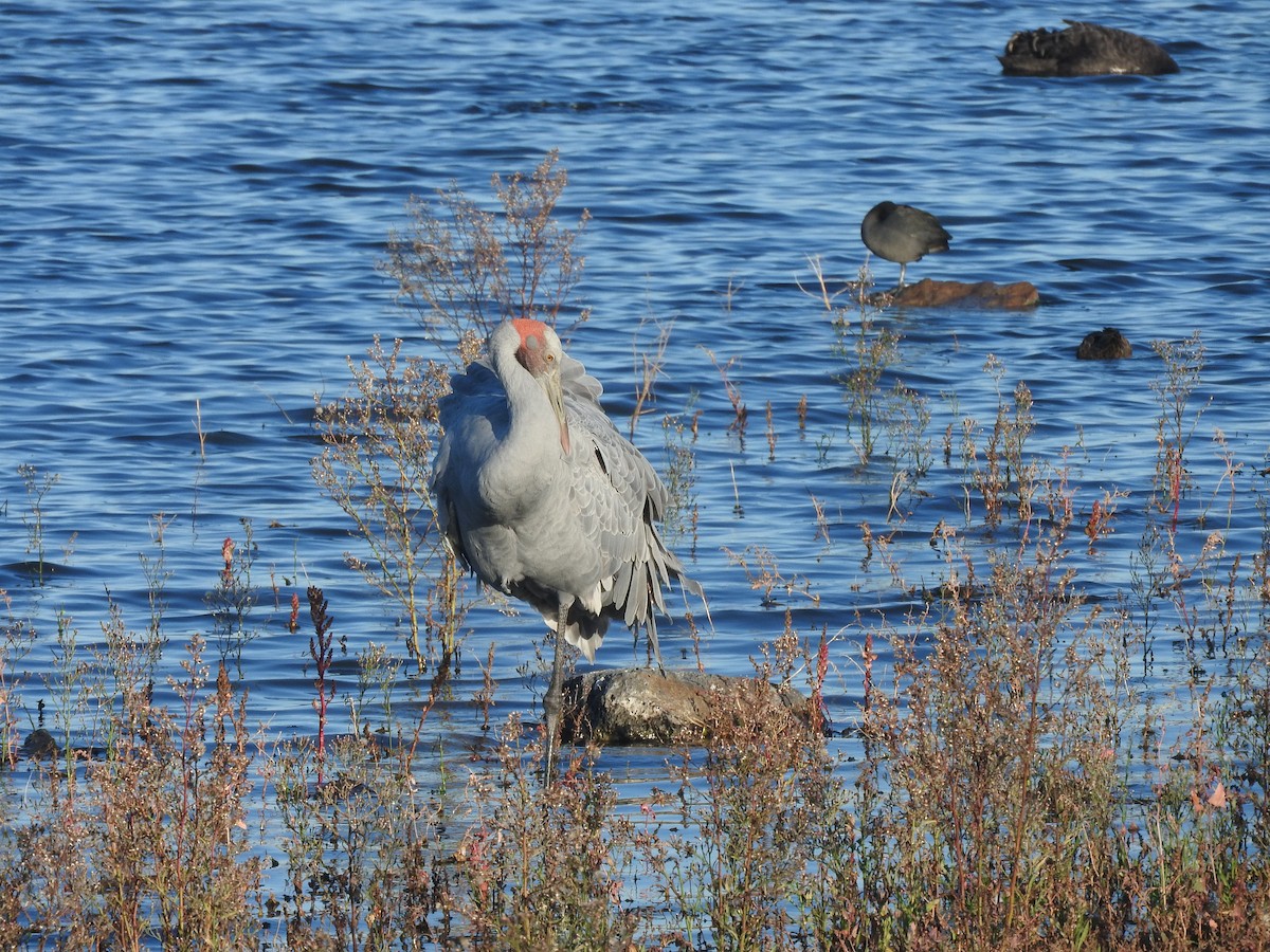 Brolga - ML635491078