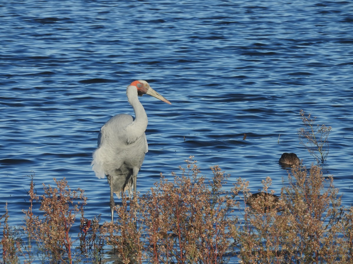 Brolga - ML635491079