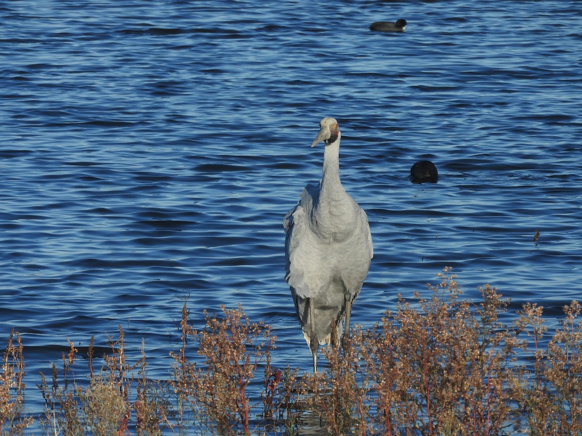 Brolga - ML635491080