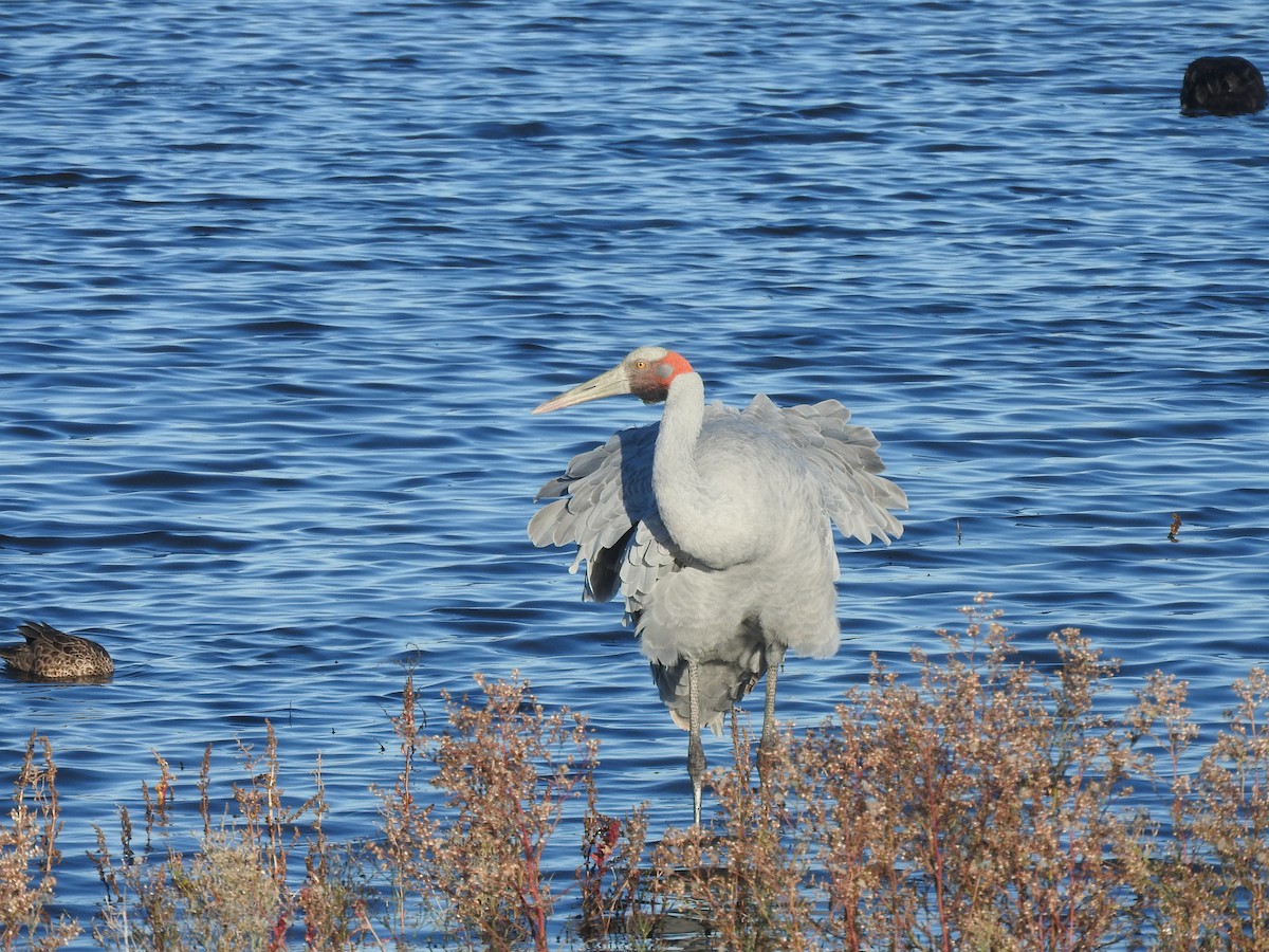 Brolga - ML635491081