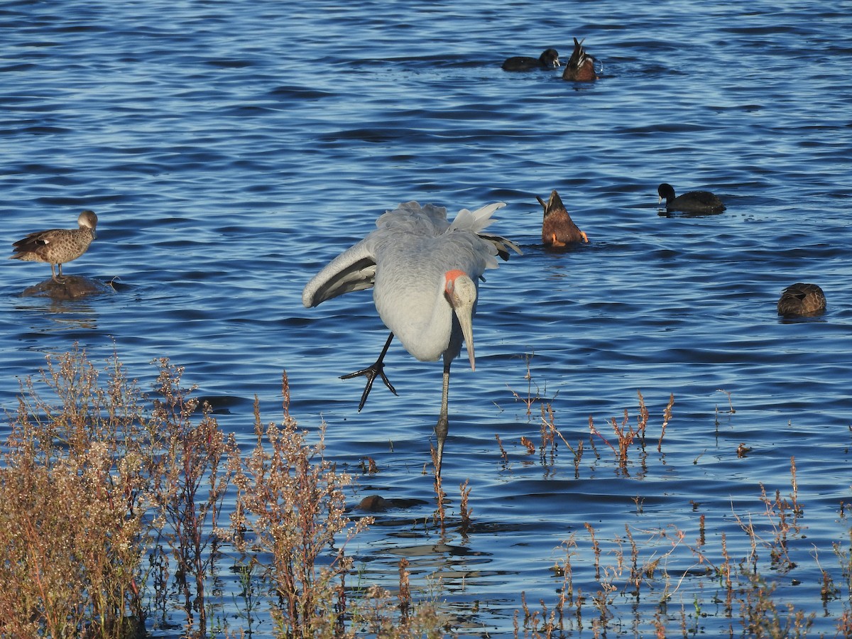 Brolga - ML635491082