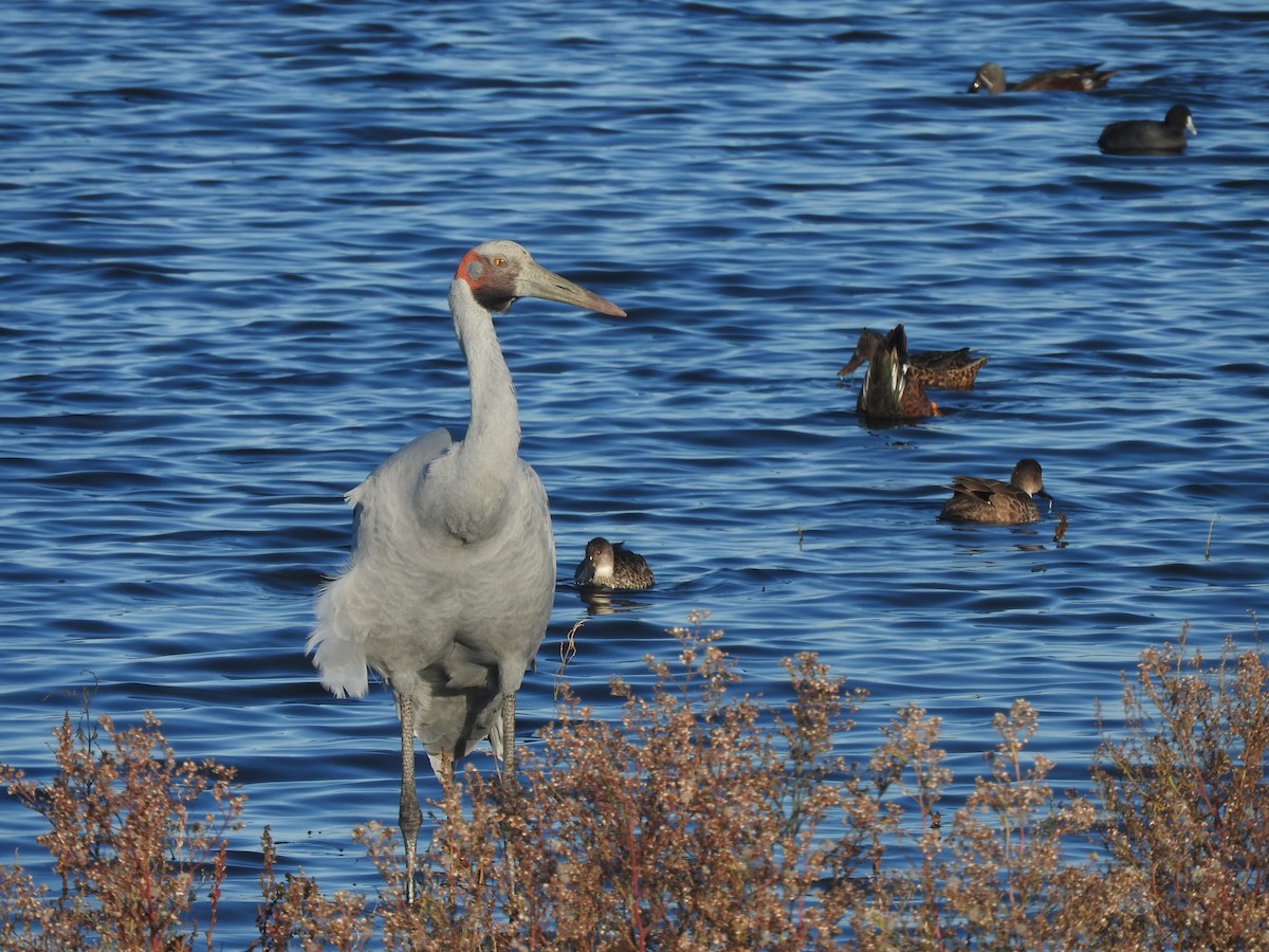 Brolga - ML635491083