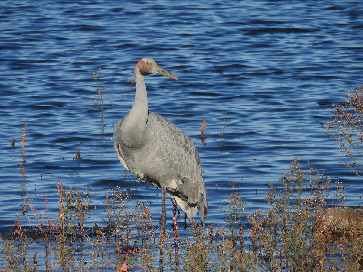Brolga - ML635491084