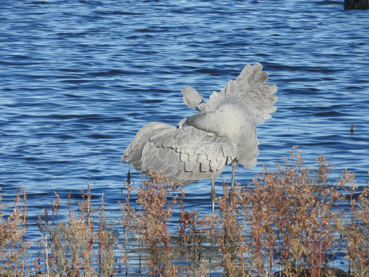 Brolga - ML635491085