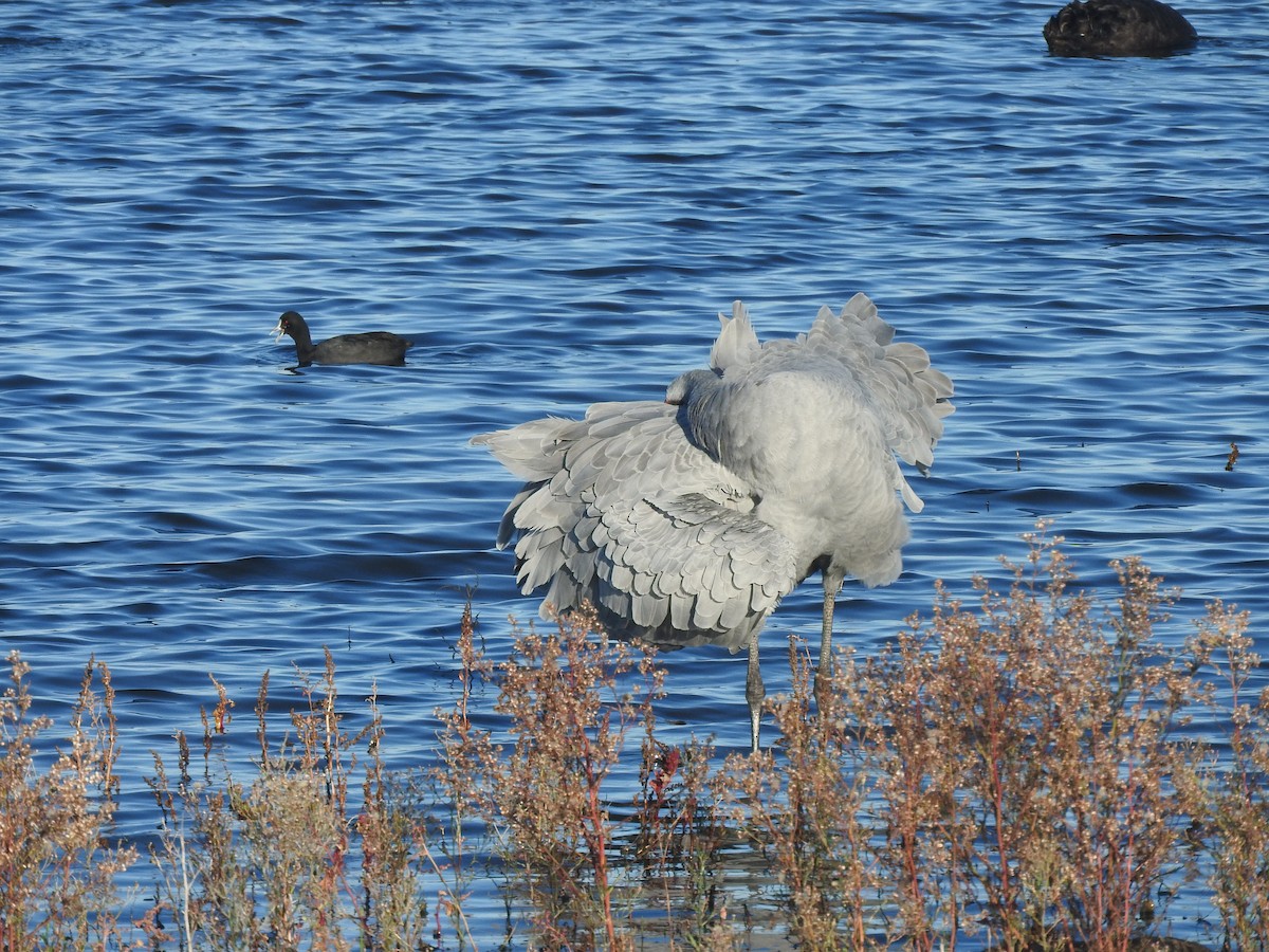 Brolga - ML635491086
