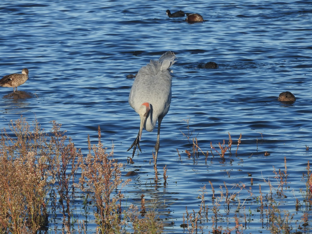 Brolga - ML635491087