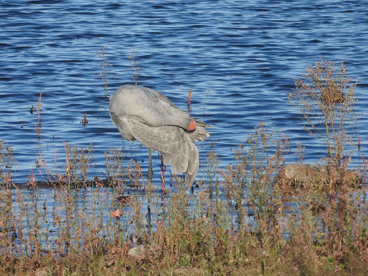 Brolga - ML635491088