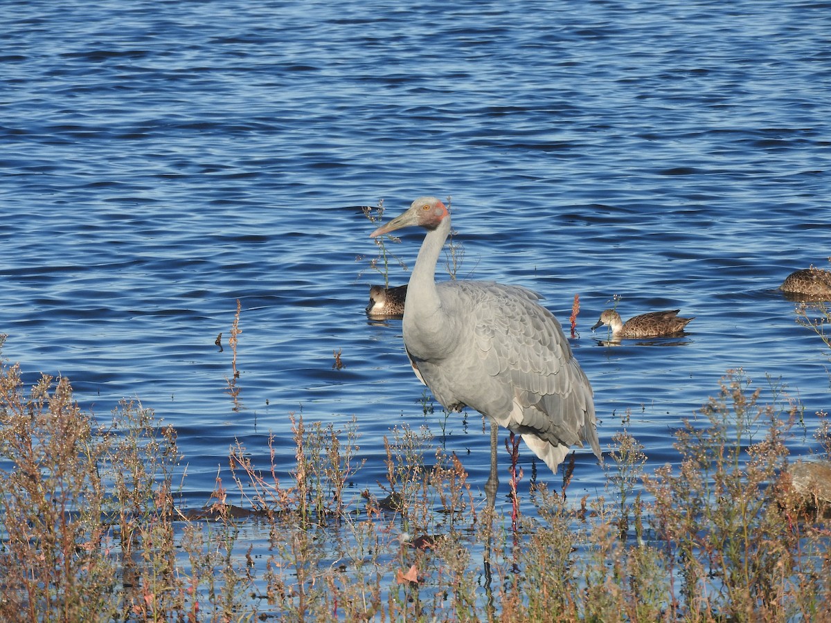 Brolga - ML635491089