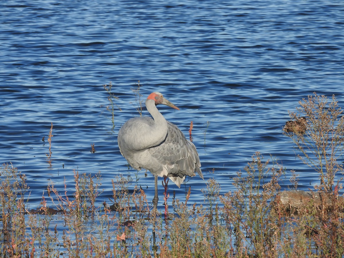 Brolga - ML635491090