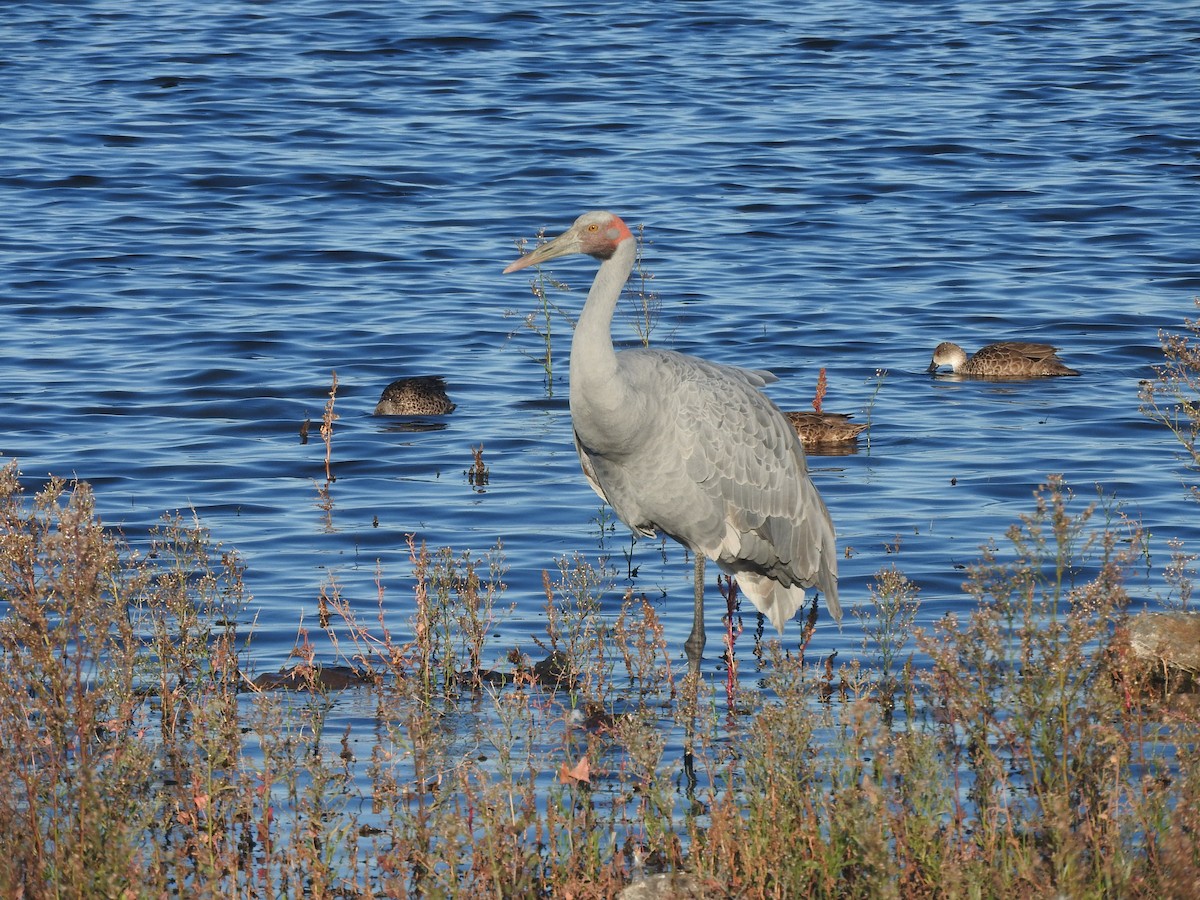 Brolga - ML635491091