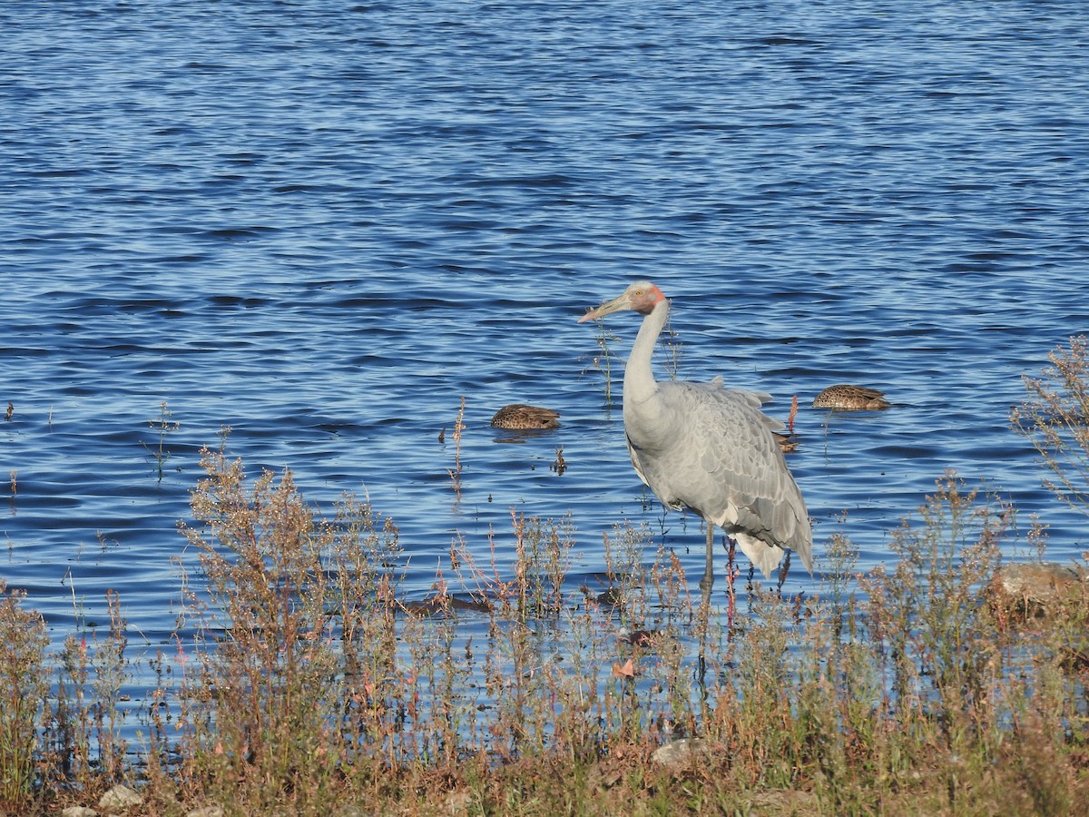 Brolga - ML635491097