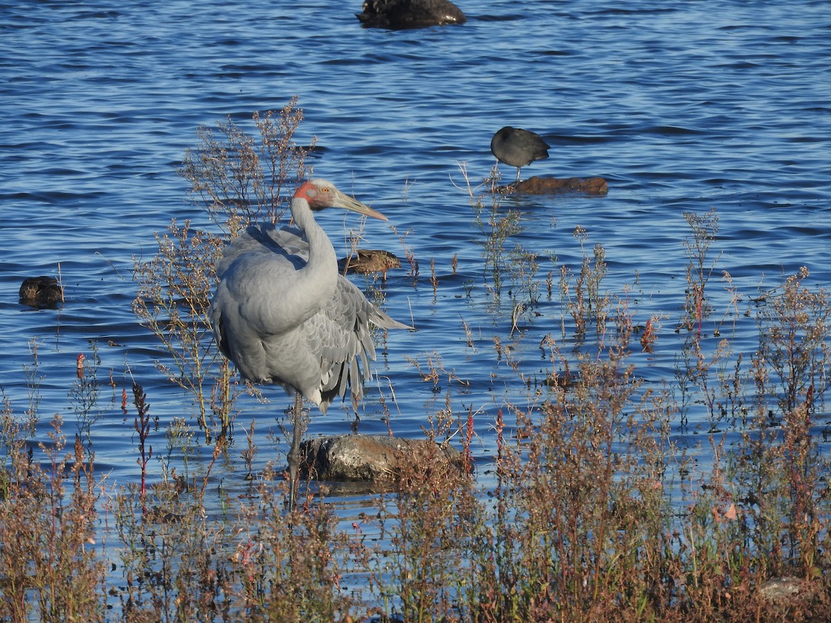 Brolga - ML635491098