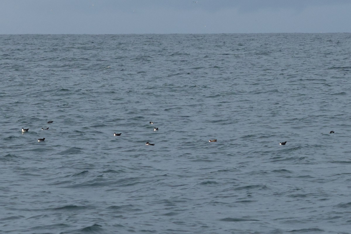 Galapagos Shearwater (Light-winged) - ML635491103