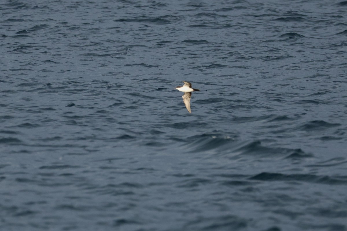 Galapagos Shearwater (Light-winged) - ML635491111