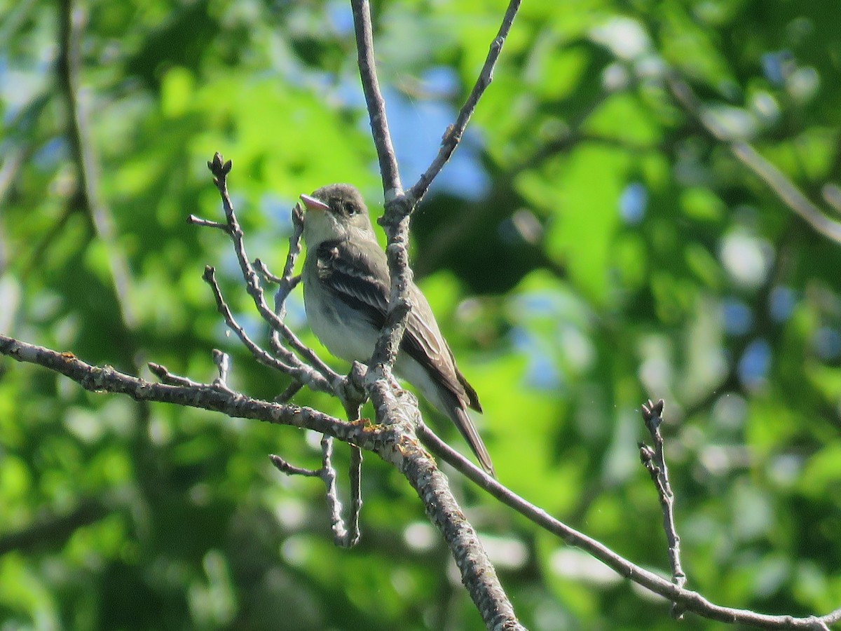 Eastern Wood-Pewee - ML635491122