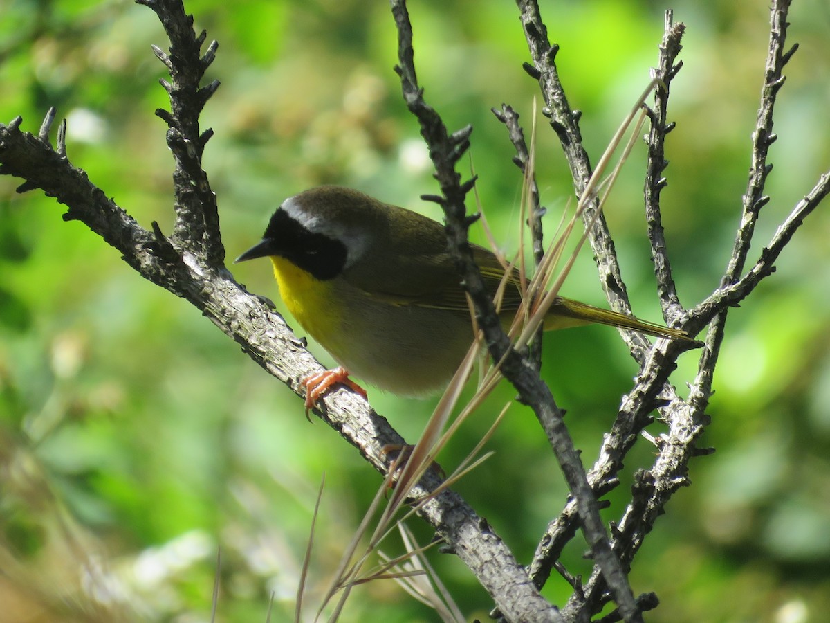 Common Yellowthroat - ML635491144