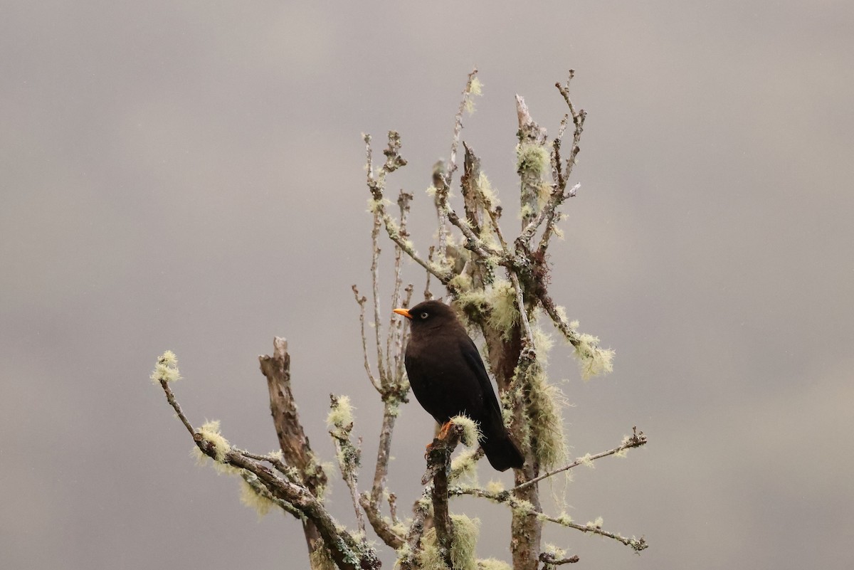 Sooty Thrush - ML635491150