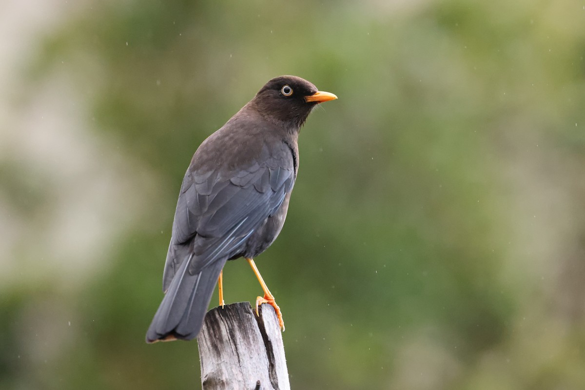 Sooty Thrush - ML635491151