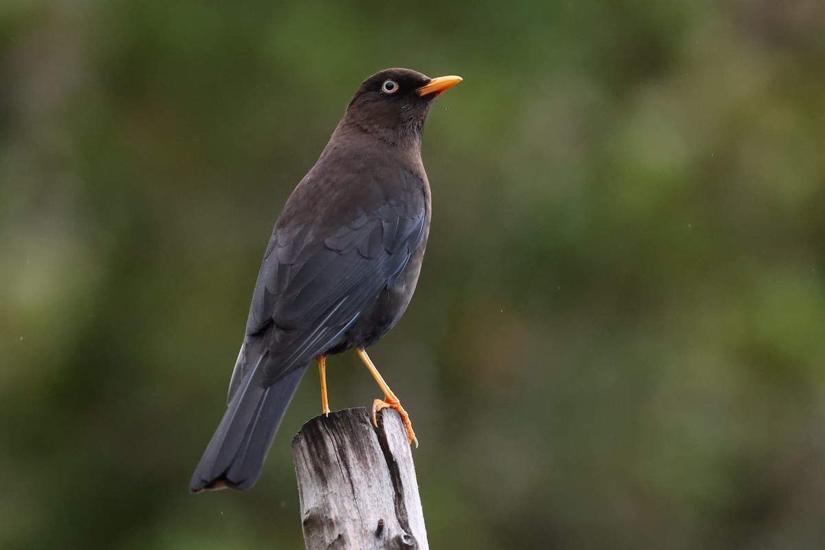Sooty Thrush - ML635491153