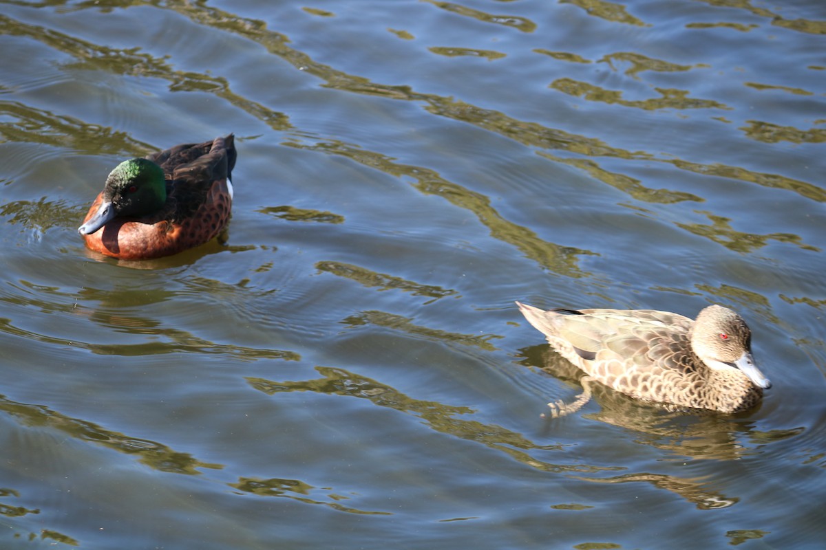 Chestnut Teal - ML635491346