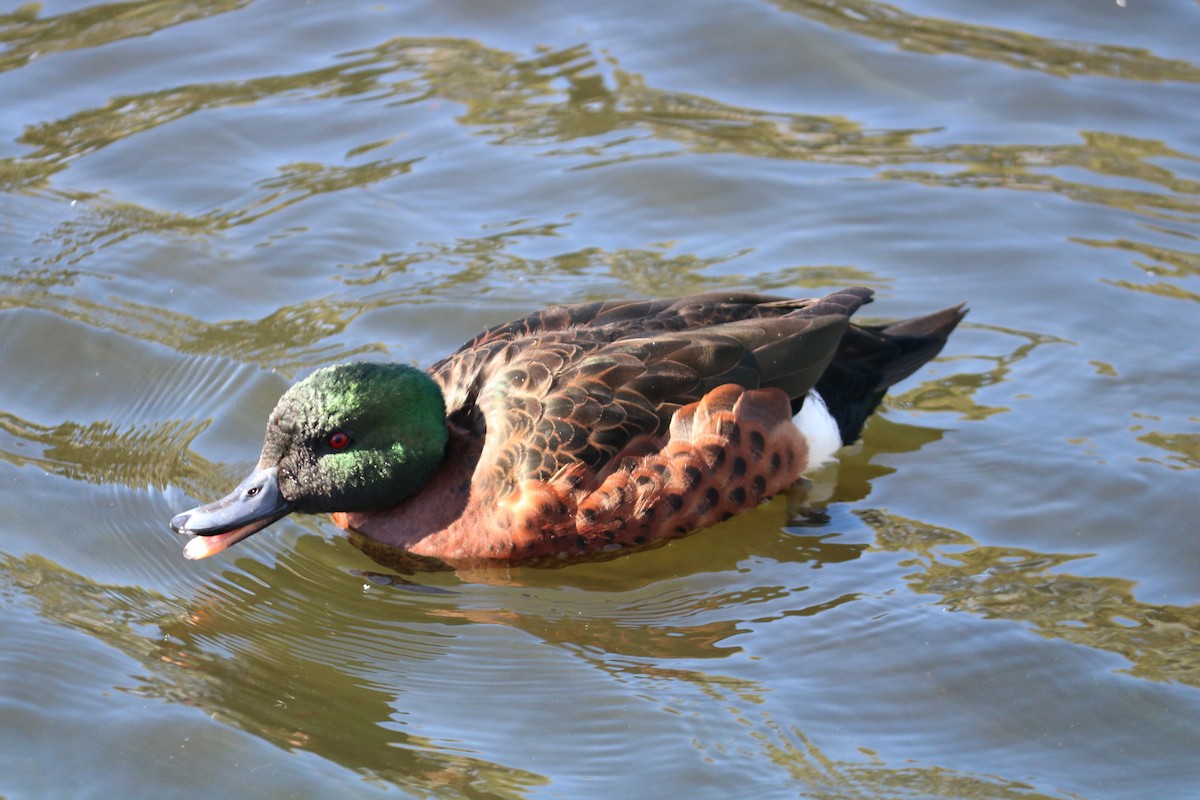 Chestnut Teal - ML635491347