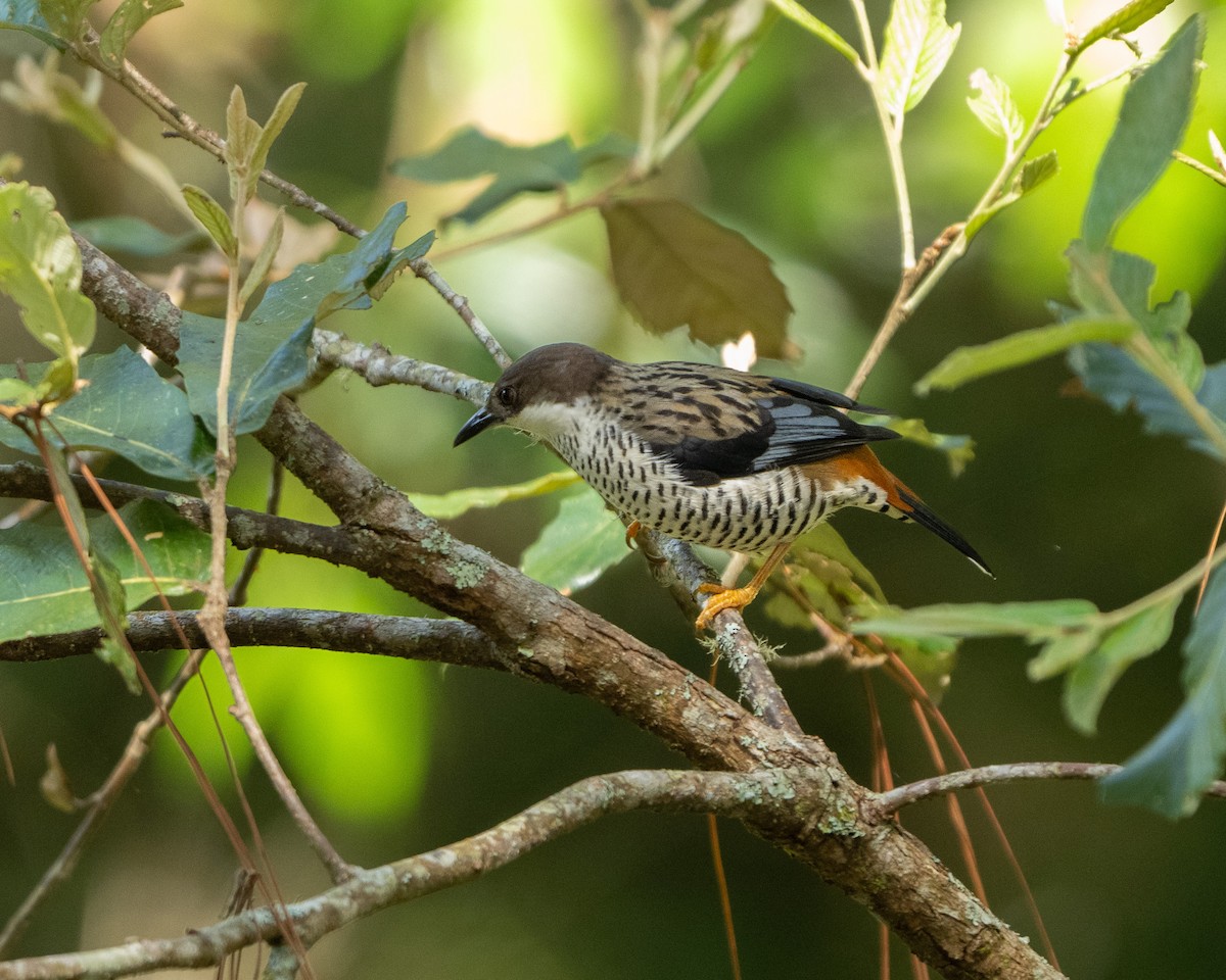 Vietnamese Cutia - ML635491352