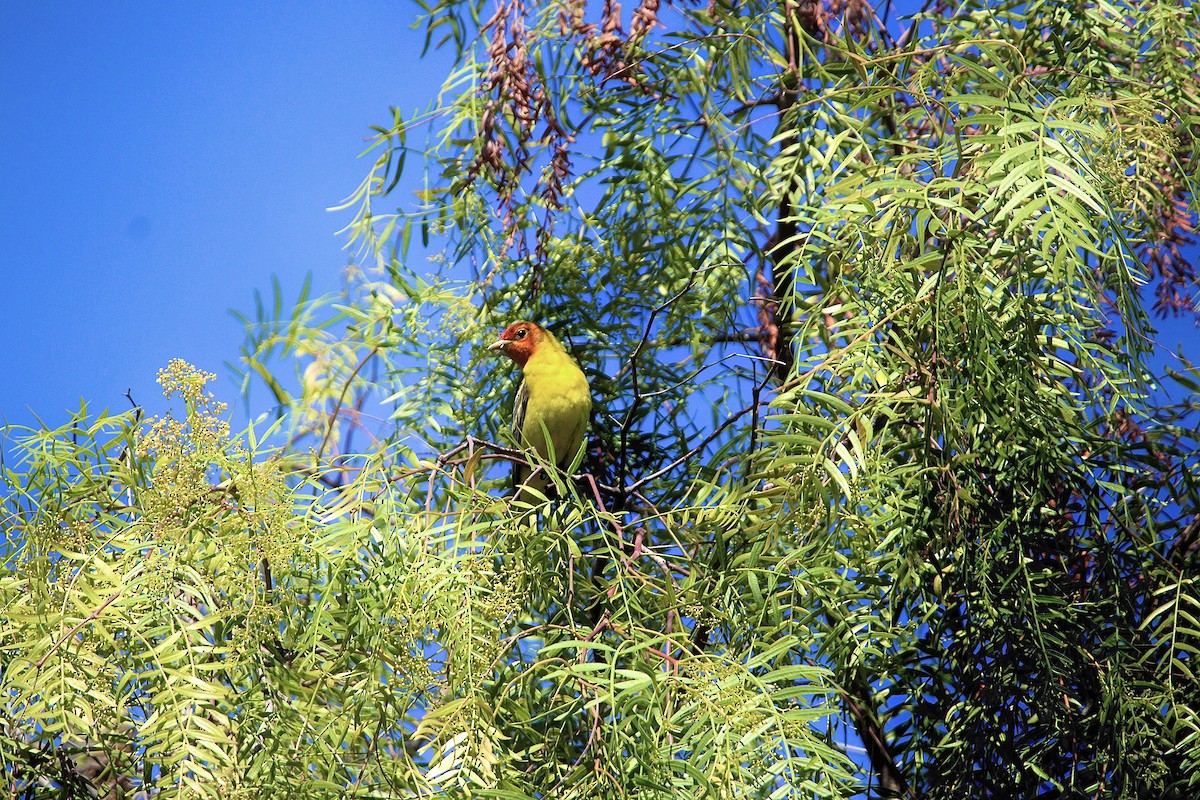 Western Tanager - ML635491363
