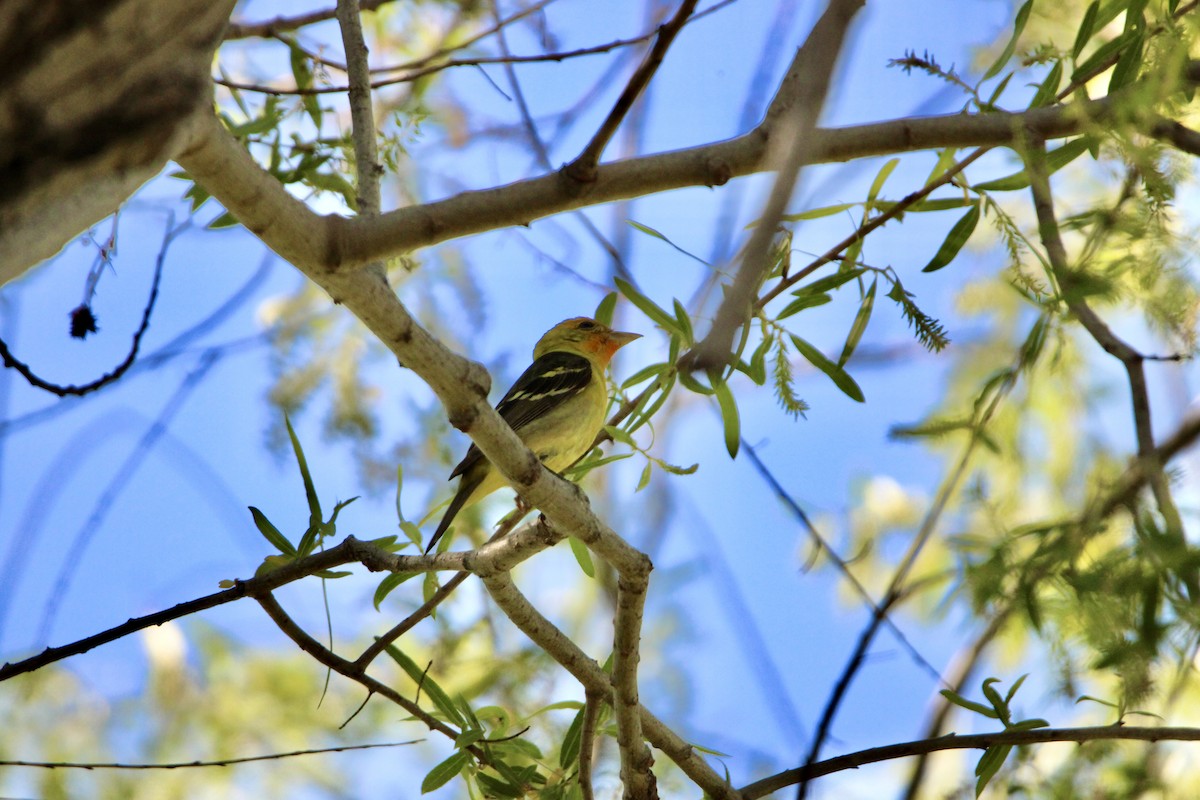 Western Tanager - ML635491364