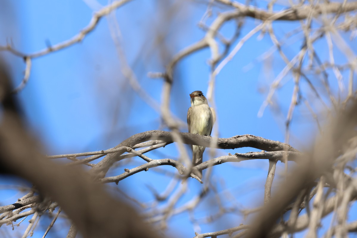 Western Wood-Pewee - ML635491385