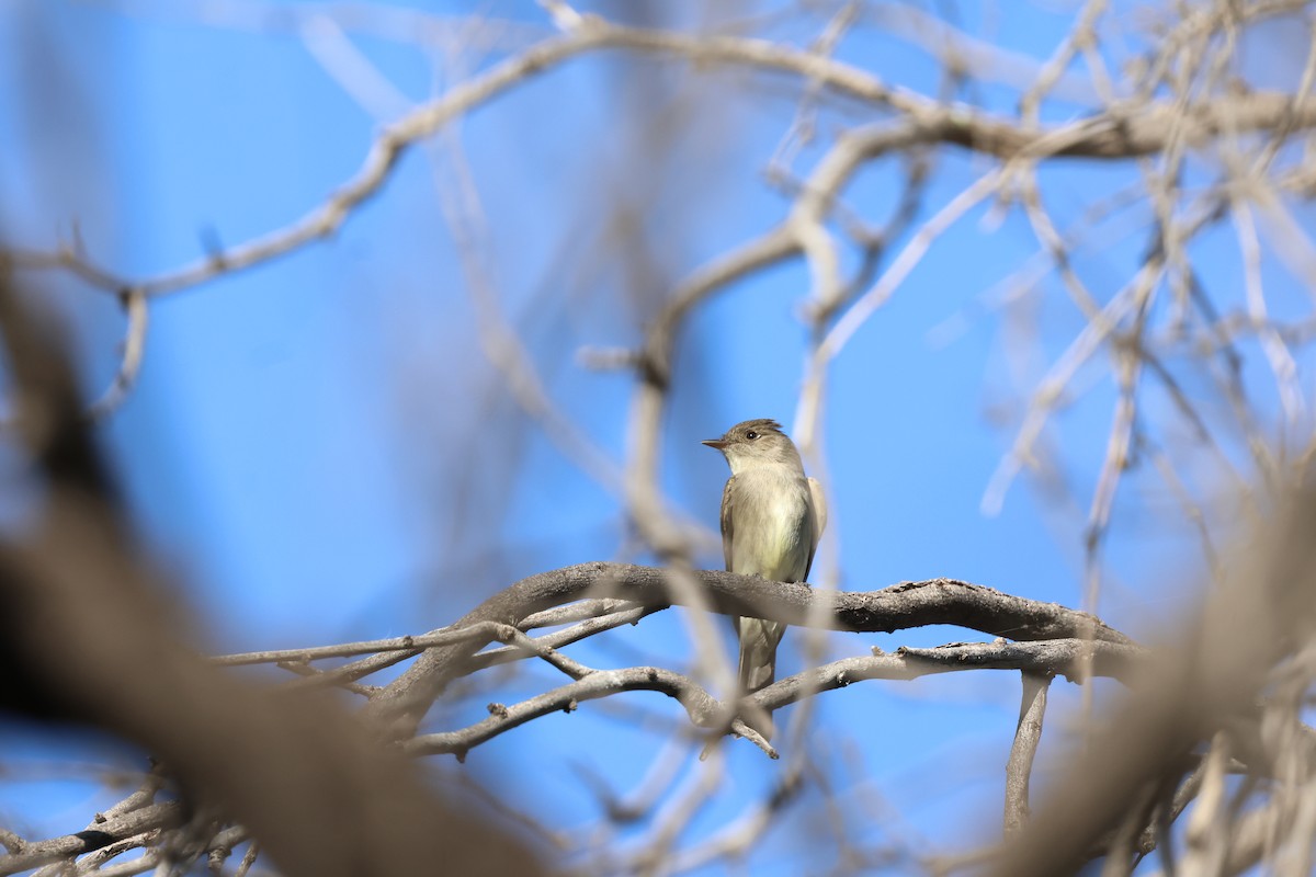 Western Wood-Pewee - ML635491386