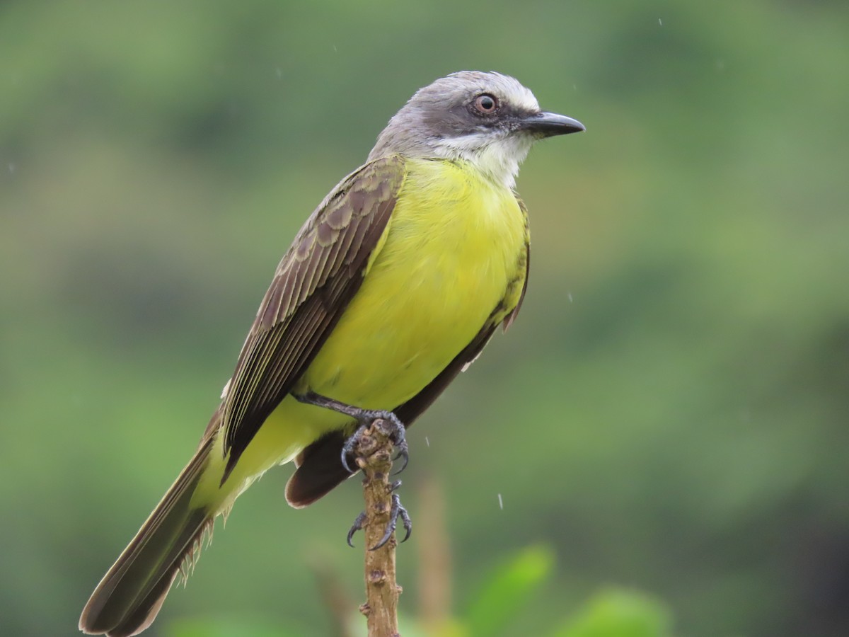 Social Flycatcher - ML635491394