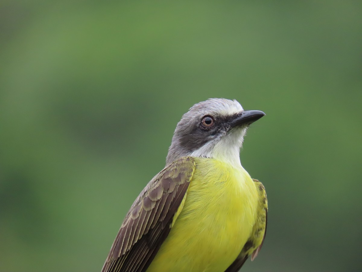 Social Flycatcher - ML635491396