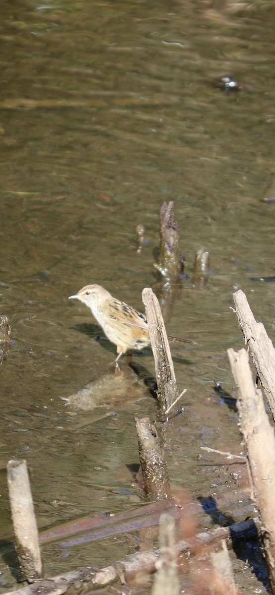 Little Grassbird - ML635491419
