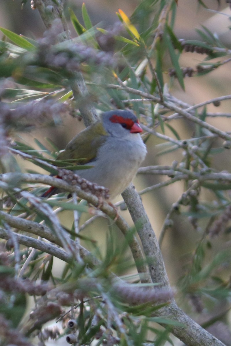 Red-browed Firetail - ML635491455