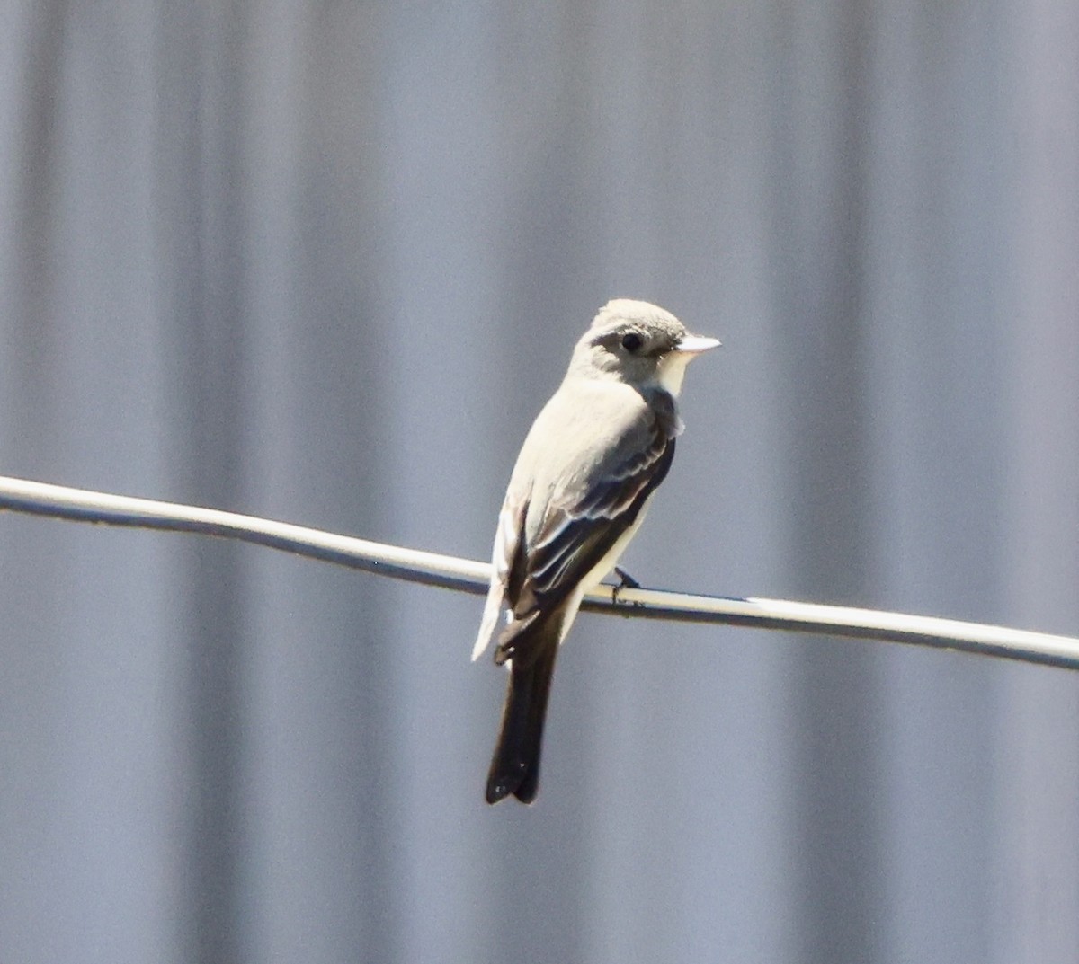 Western Wood-Pewee - ML635491481
