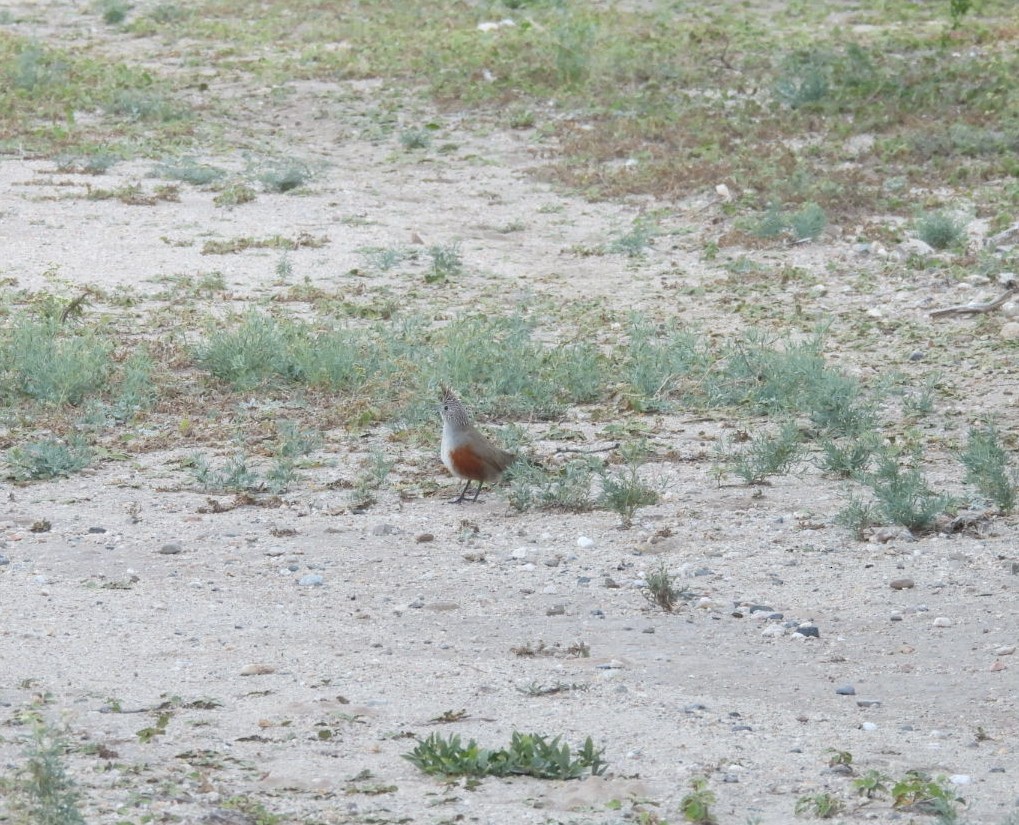 Crested Gallito - ML635491482