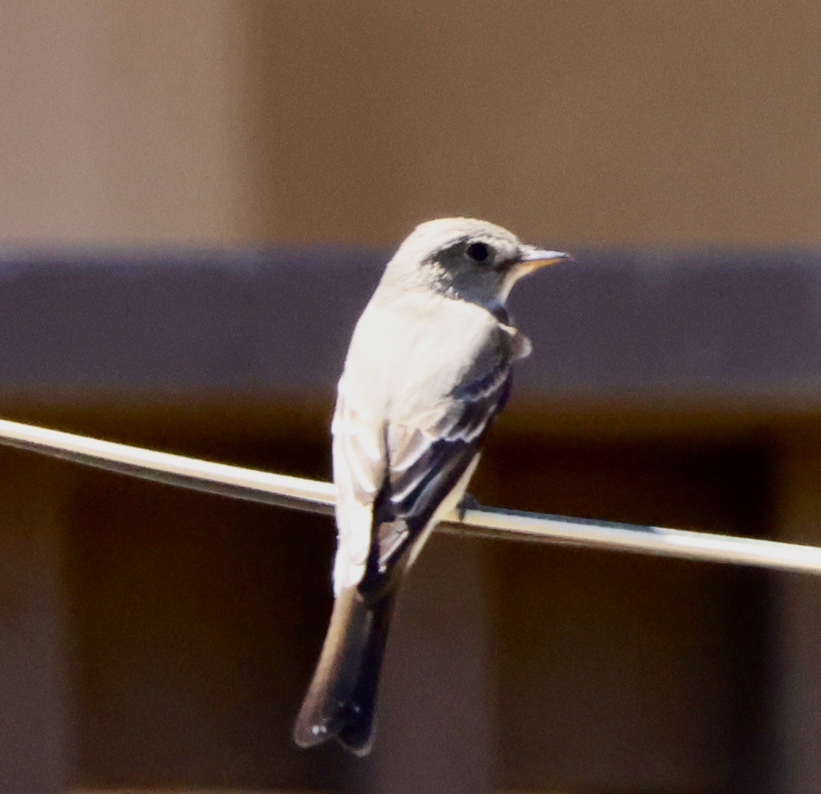 Western Wood-Pewee - ML635491493