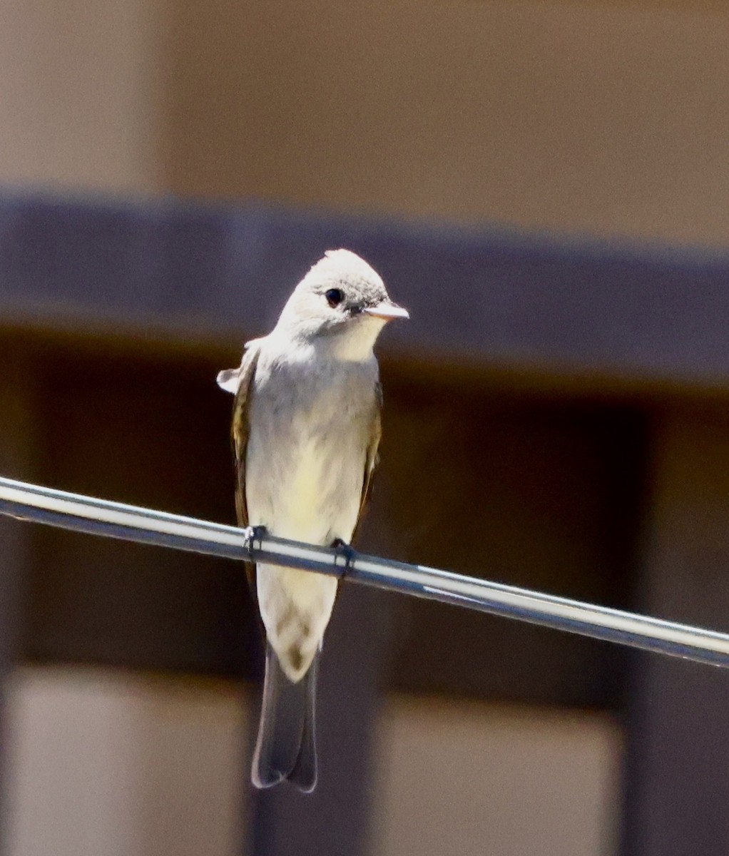 Western Wood-Pewee - ML635491510