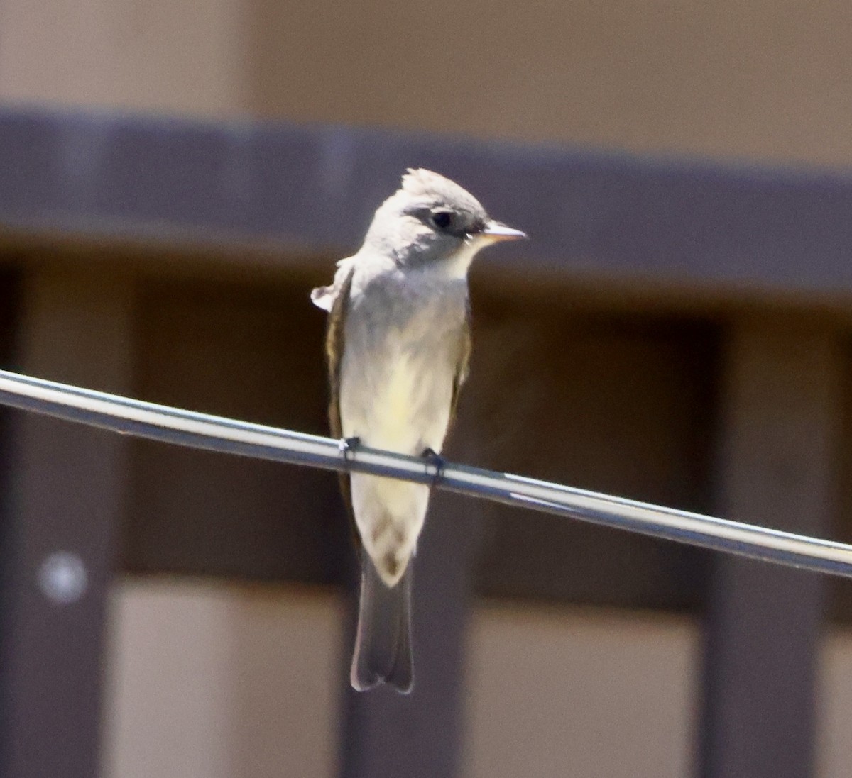 Western Wood-Pewee - ML635491517