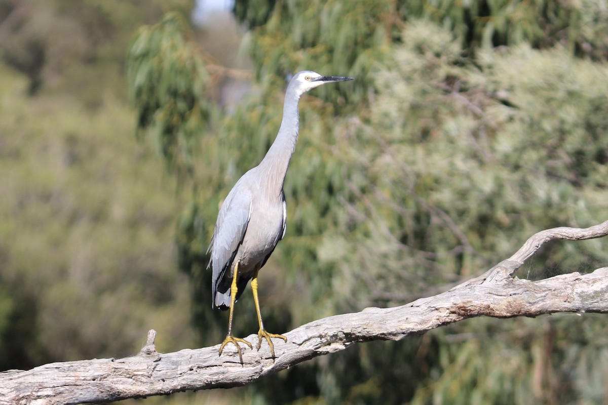 White-faced Heron - ML635491524