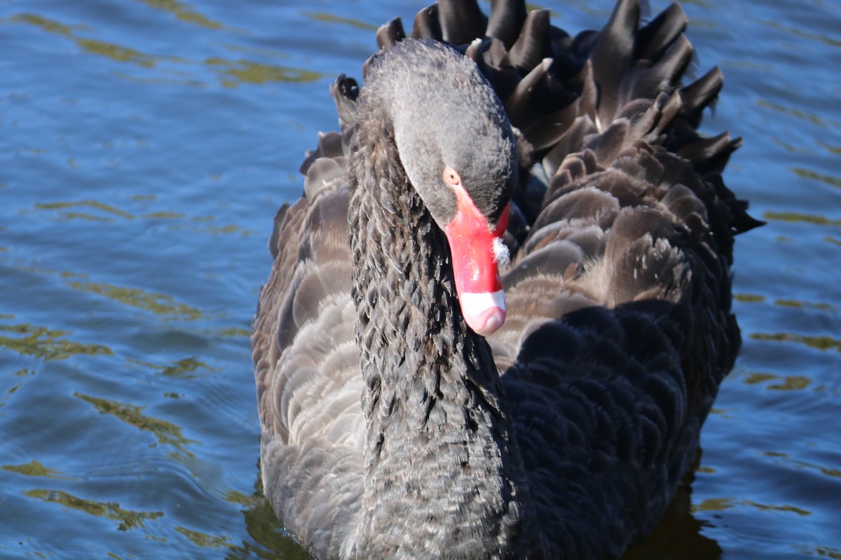 Black Swan - ML635491551